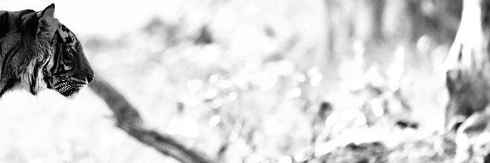 karantib's profile banner image