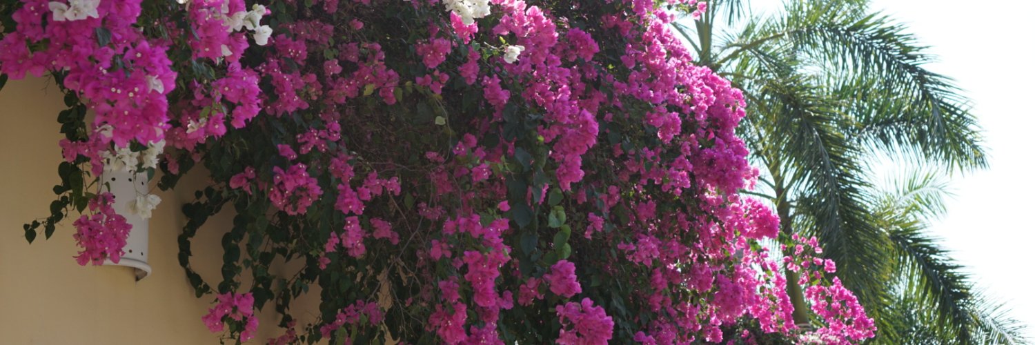 Ｊｅｎ Ｍｏｎｔａｇｕｅ banner