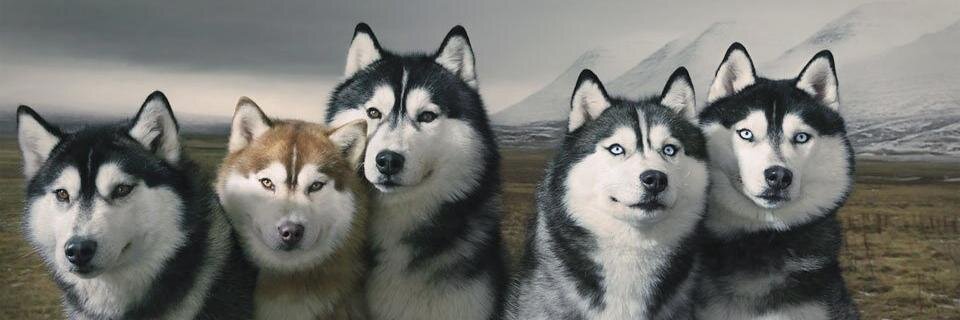 AlexGolzari's profile banner image