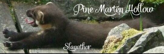 LadyPiney's profile banner image