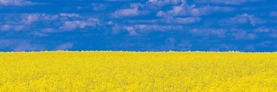 Mislav Radić banner