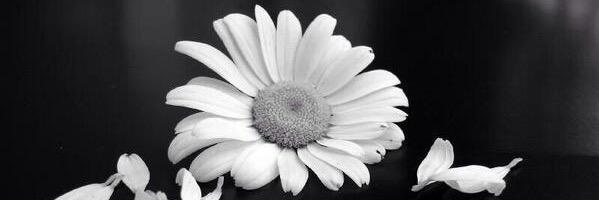 11Crestal's profile banner image
