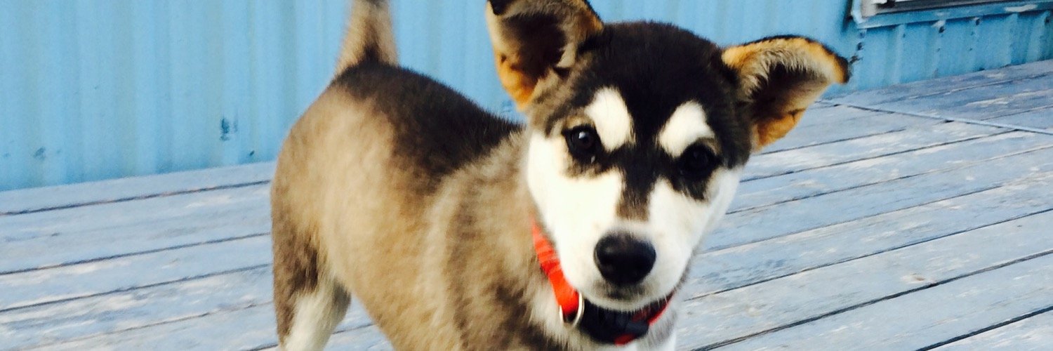 NWT SPCA banner