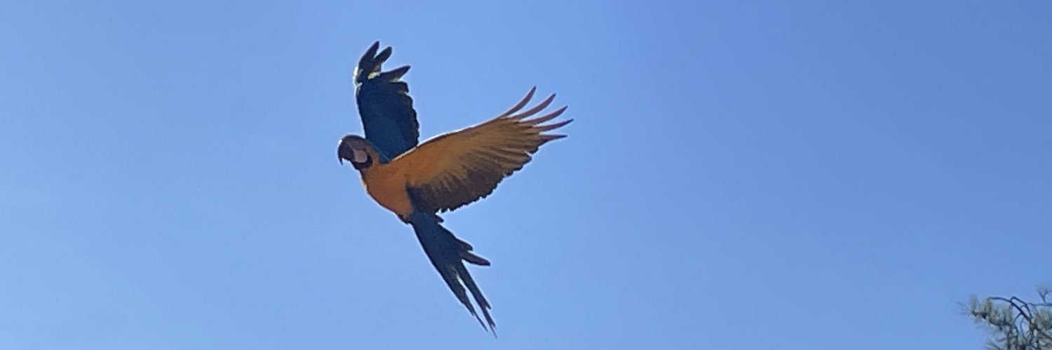 IsadoraCartaxo's profile banner image