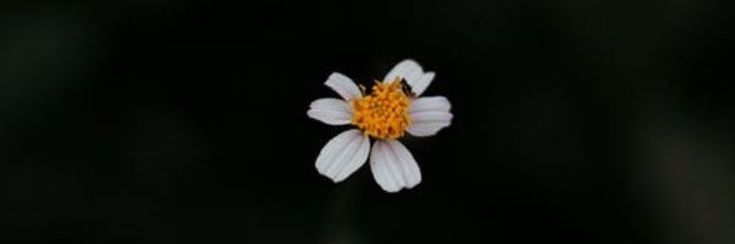 jannah_bii's profile banner image