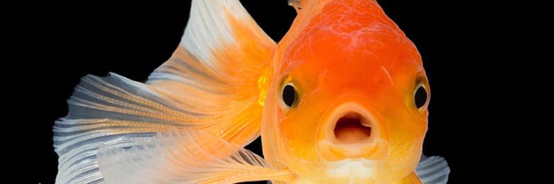 slengoncr's profile banner image