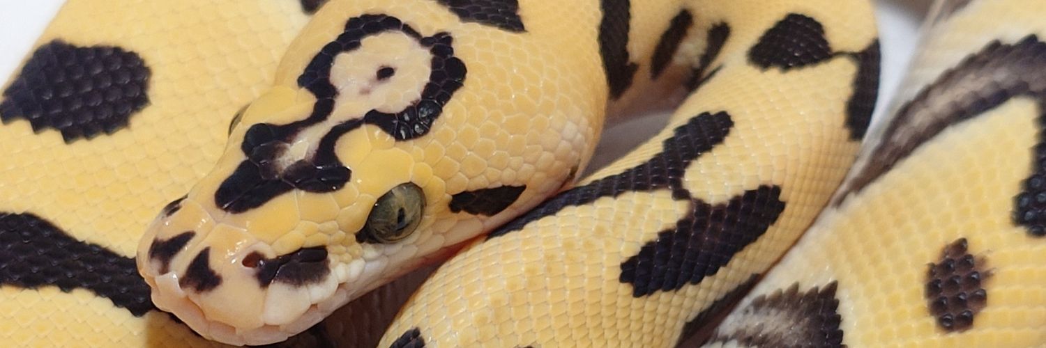 Tom@たまへびや🐍 banner