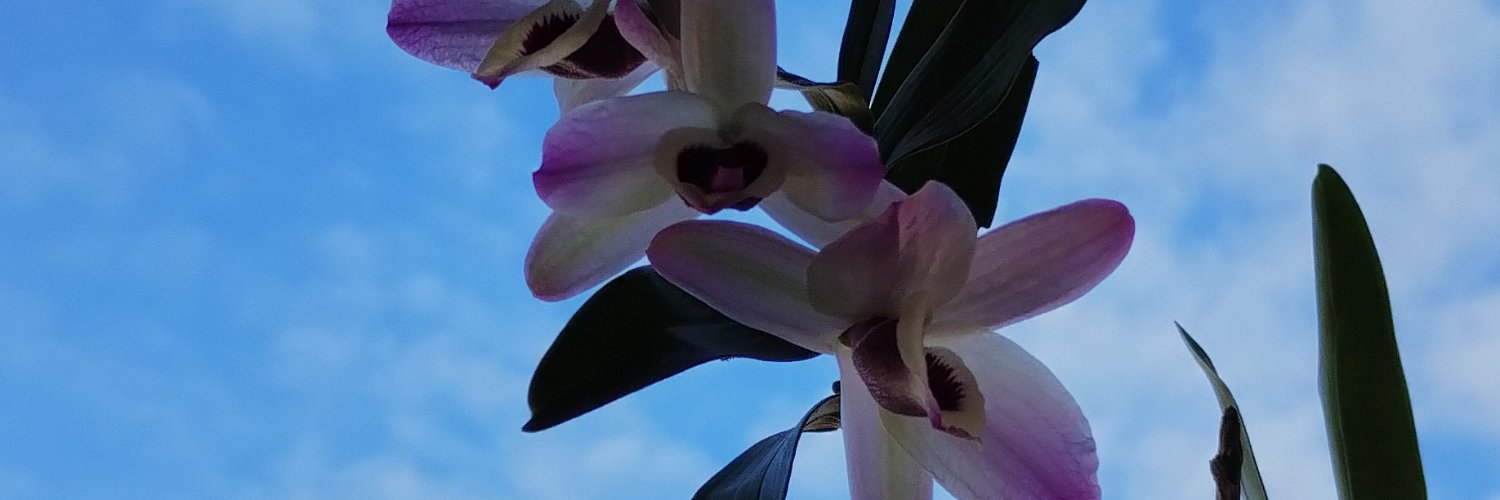 MariFlopii's profile banner image