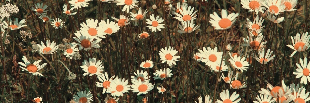carmenrams13's profile banner image