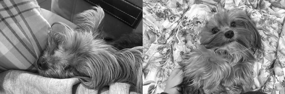 brendafuchs_'s profile banner image