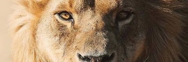Sethionie's profile banner image