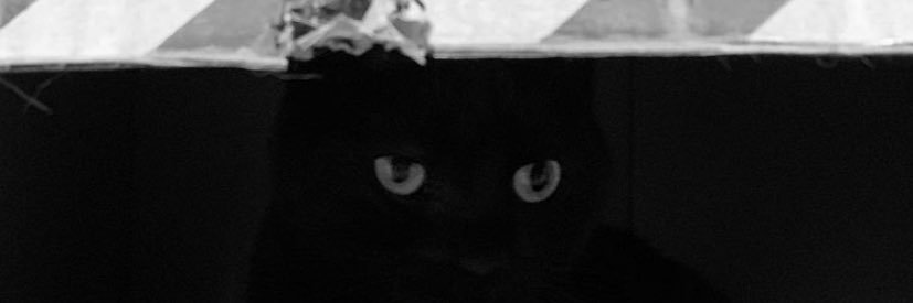 Tom_Wookiee's profile banner image