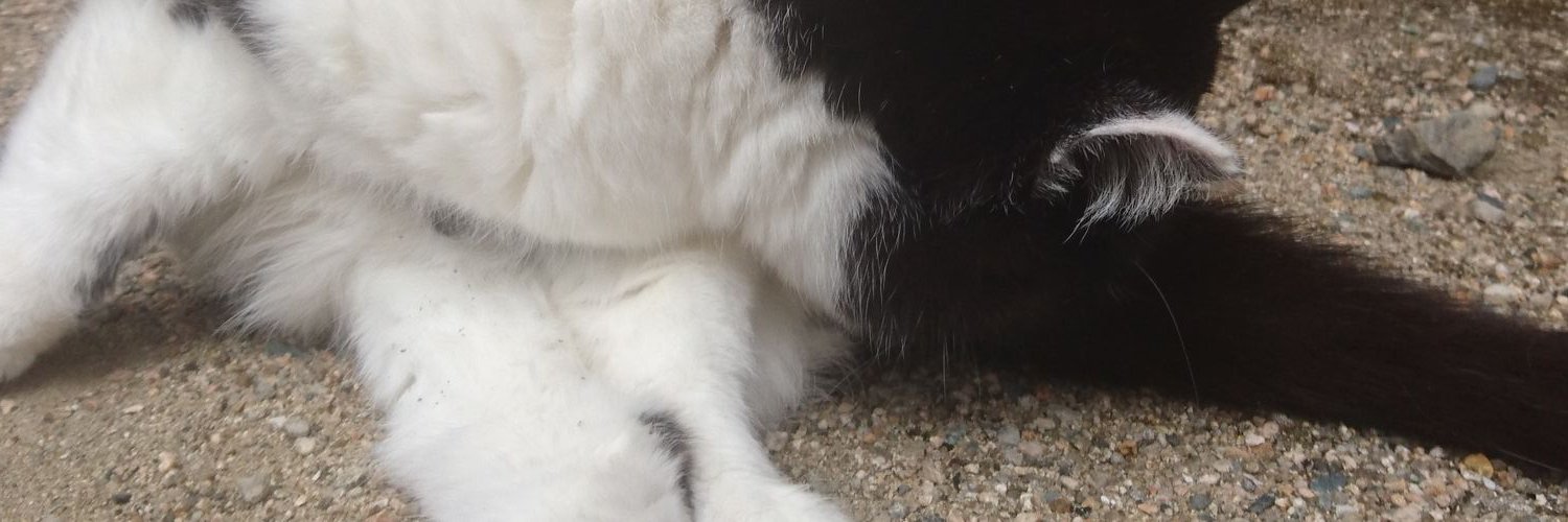 norattchi2's profile banner image