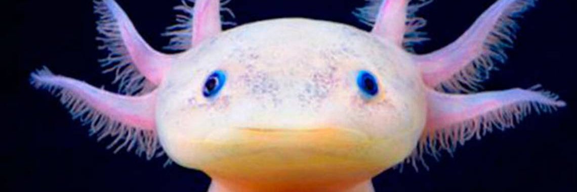 alexsoide123 banner
