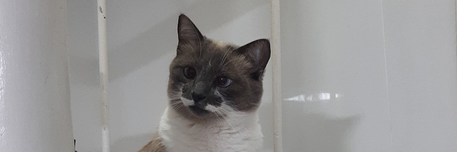thaisaascari's profile banner image