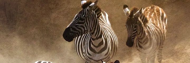 SouvienW's profile banner image