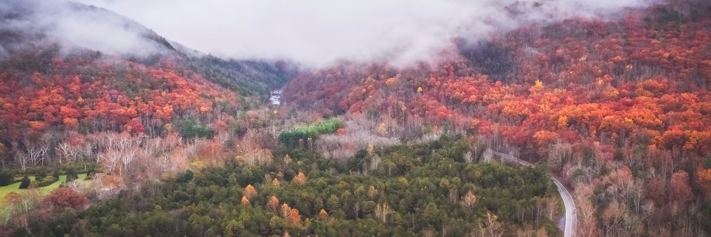 Creative Dog Media banner