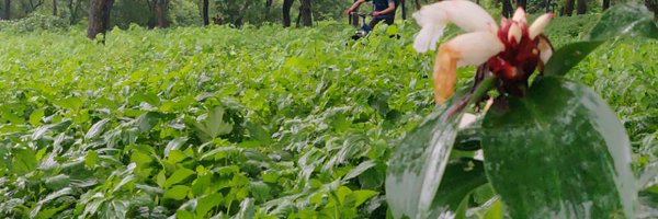 saveaarey Profile Banner
