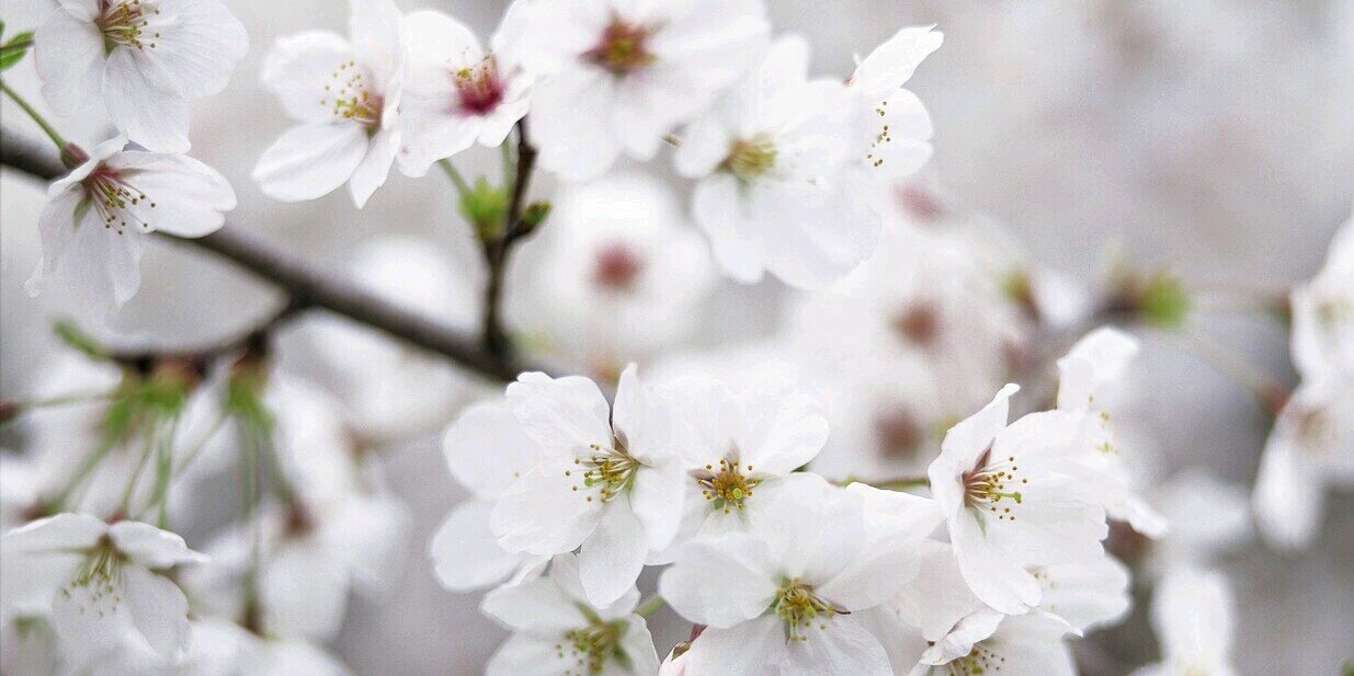 iftikhar siddique banner