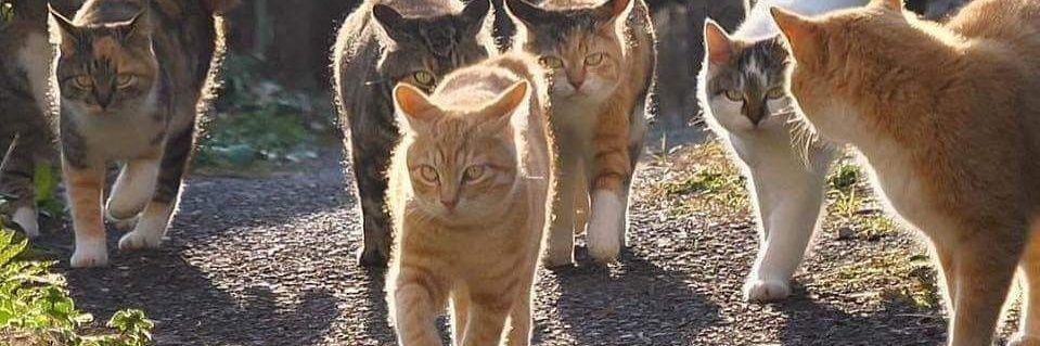 thugcat_B's profile banner image
