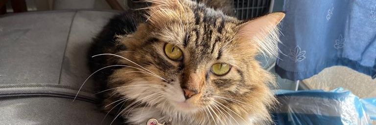 julyovejeroo2's profile banner image