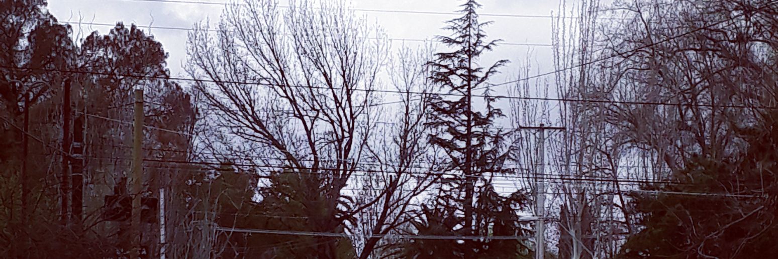 Nicodelis's profile banner image