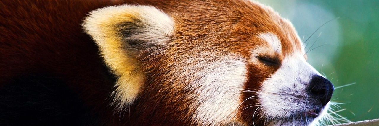 cuddlecubb's profile banner image