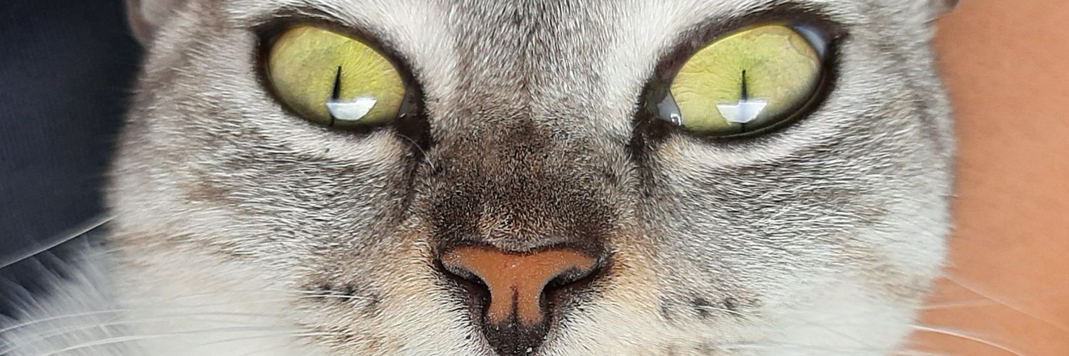 melanijhoisbel's profile banner image