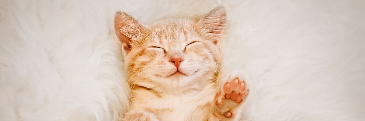 Loader_point 1.0🦴 banner