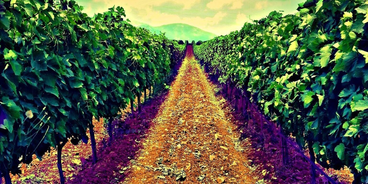 yucelvineyards's profile banner image