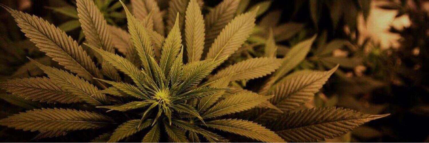 HumourWithWeed's profile banner image