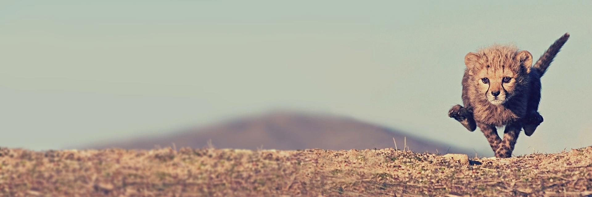 stefandepao's profile banner image