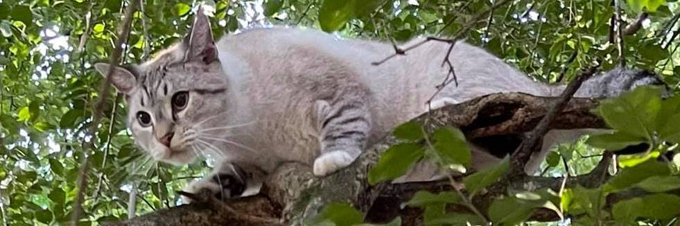 CedarhillAnimal's profile banner image