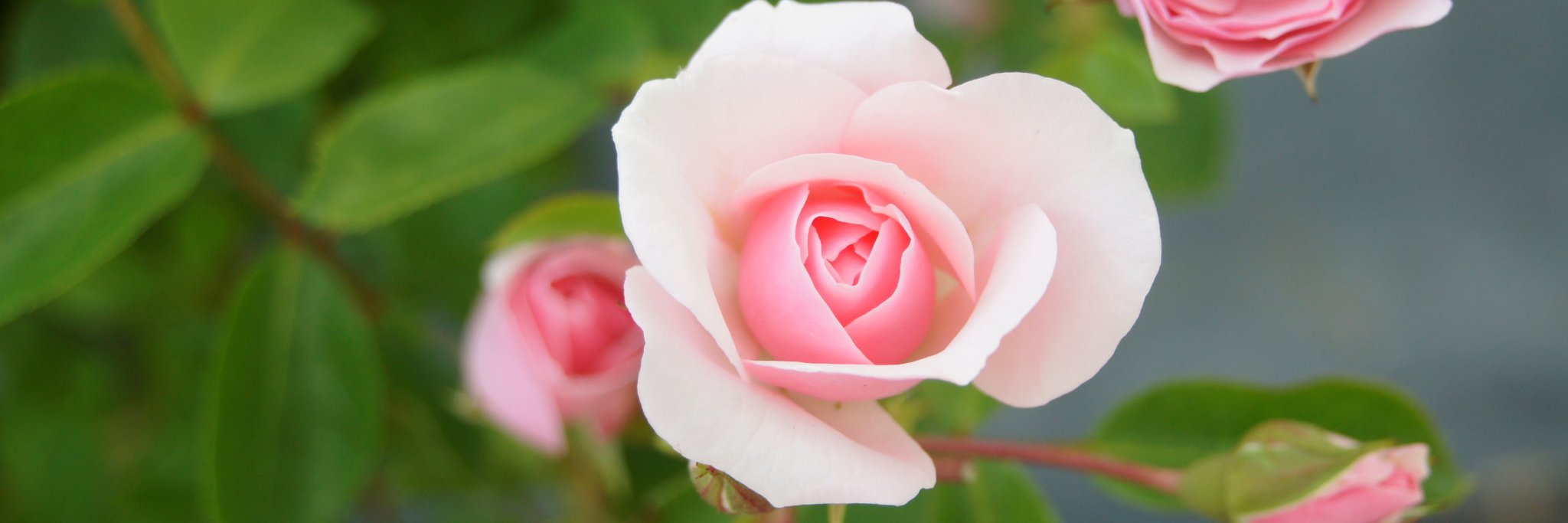 gartengeniesser's profile banner image
