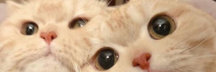 cikenpox's profile banner image