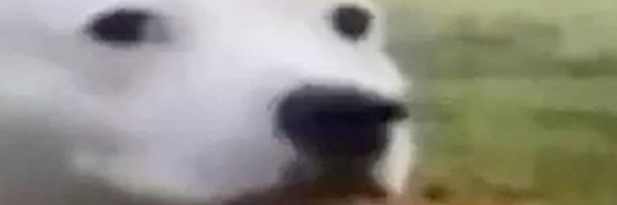 vestuge's profile banner image