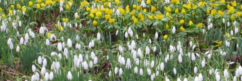 London National Garden Scheme banner