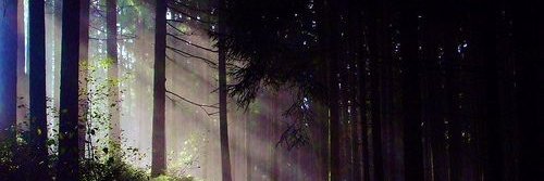 Rokhsara's profile banner image