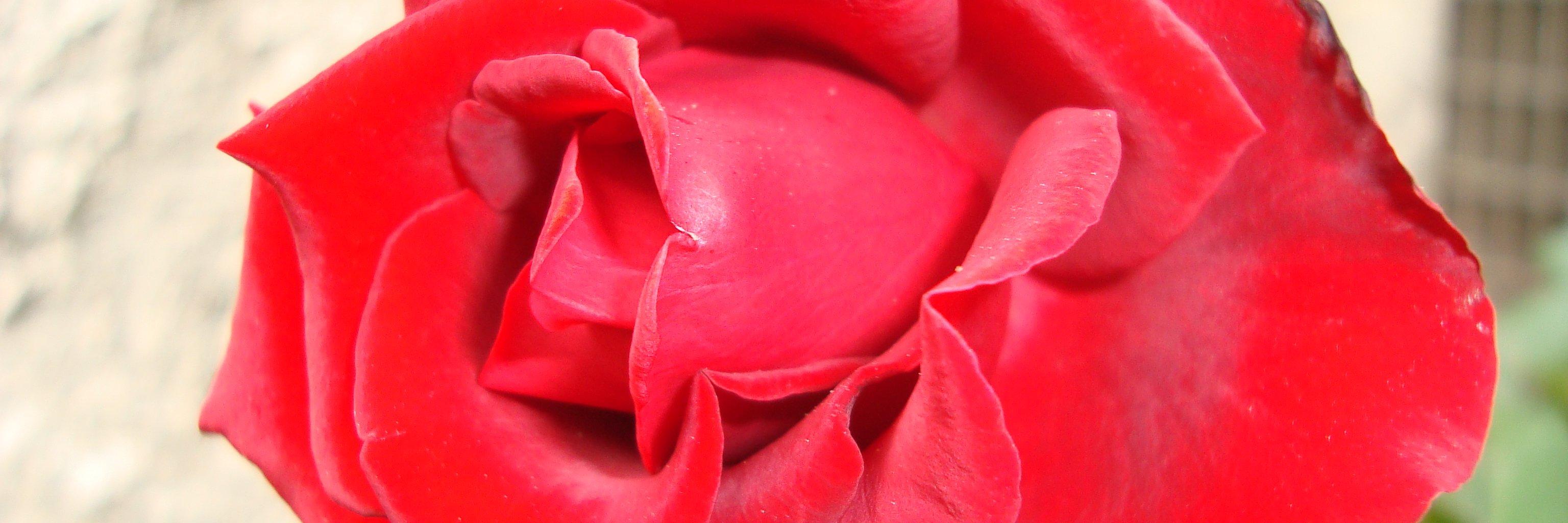 RomanticNiccolo's profile banner image