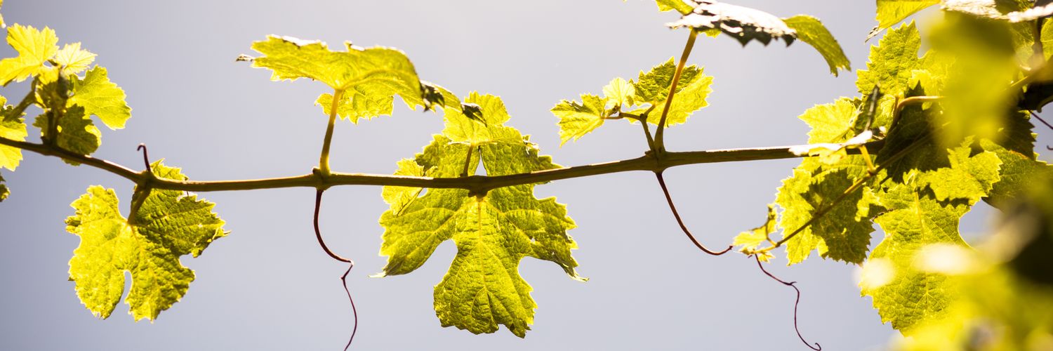 vineamarson's profile banner image