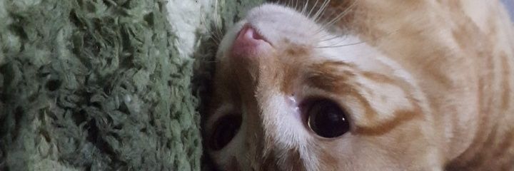 secre_czy's profile banner image