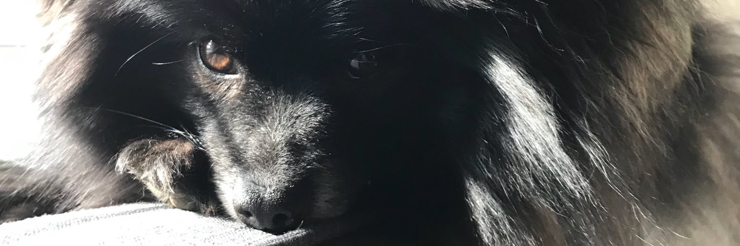 AlisonSotolongo's profile banner image