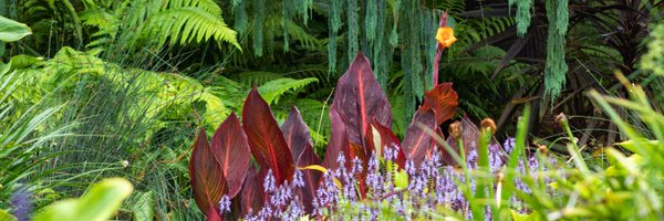 SDBGarden Profile Banner