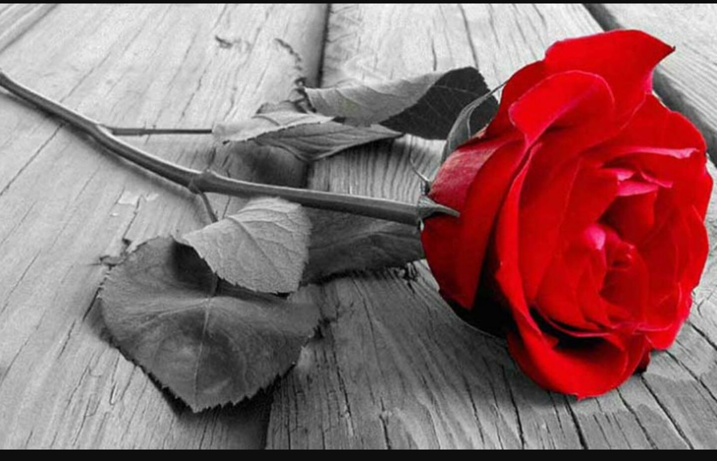 cahupe131's profile banner image
