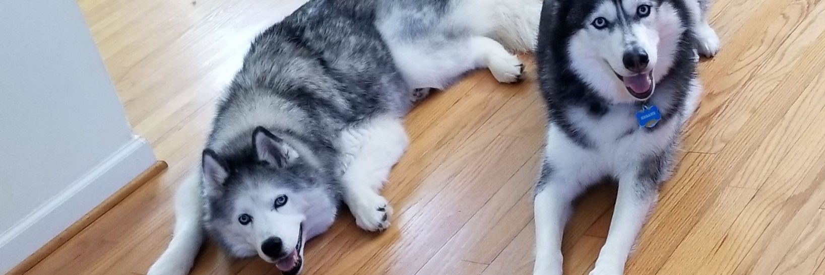 BaneBarks's profile banner image