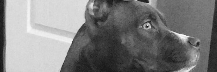 Bigdaddy_mel's profile banner image