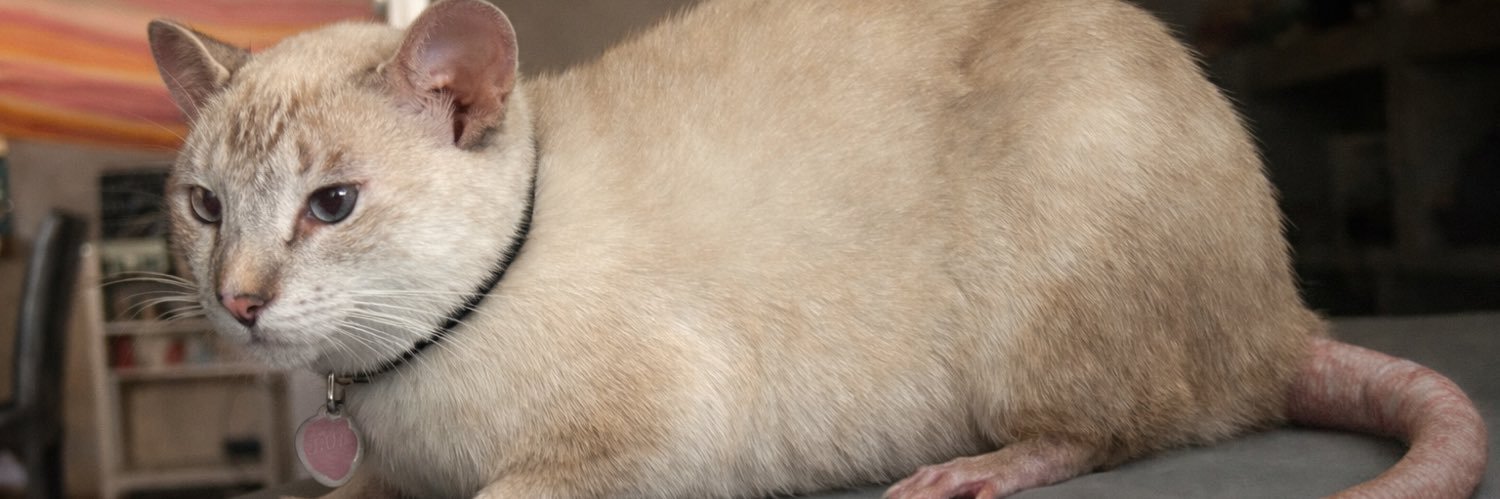 fergomesz's profile banner image
