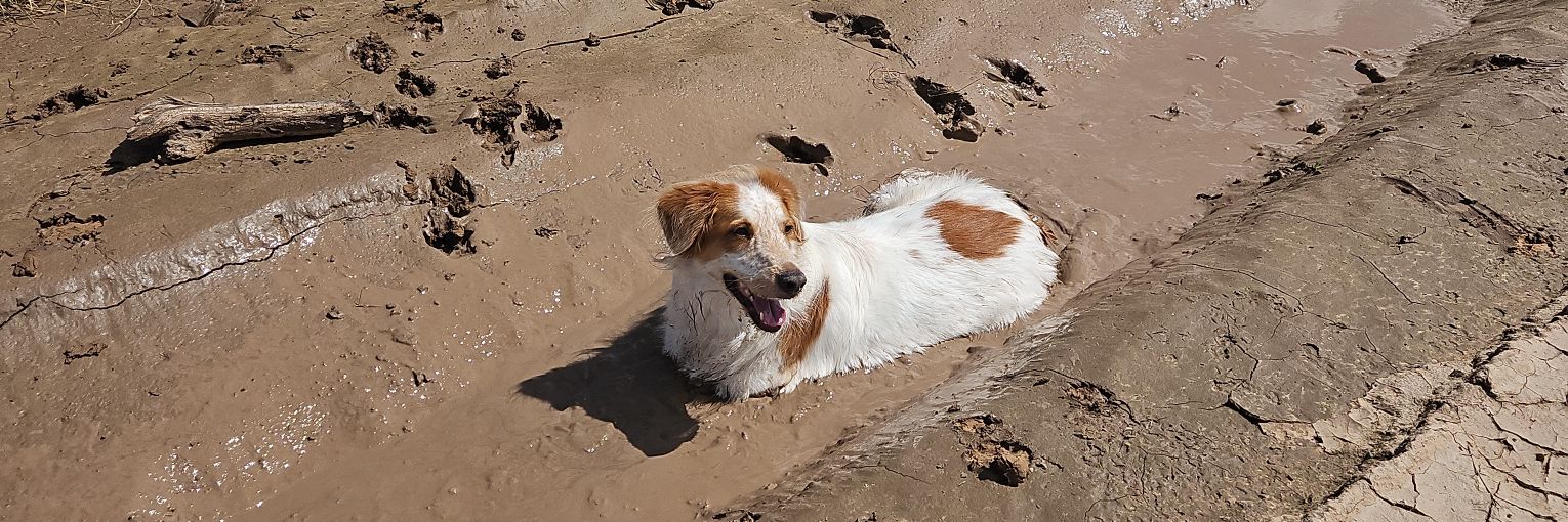 Richard Dobson banner