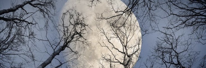 SteffeeLynn's profile banner image