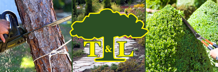 TandLTree's profile banner image